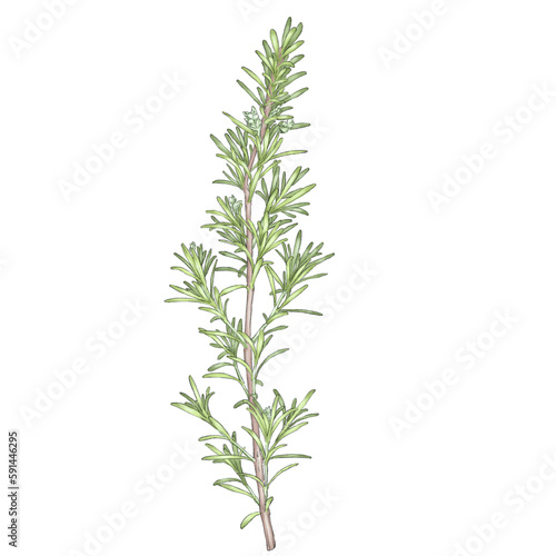 rosemary herb with bubs illustration isolated on white background