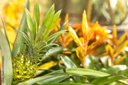 Photo of a ripening pineapple with green leaves on a pineapple plantation. French Polynesia  on a sunny day.