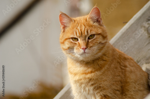 Portrait of a red cat