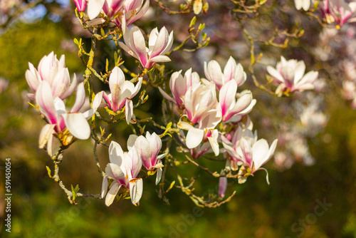Fototapeta Naklejka Na Ścianę i Meble -  beautiful blooming magnolia tree with white flowers in garden