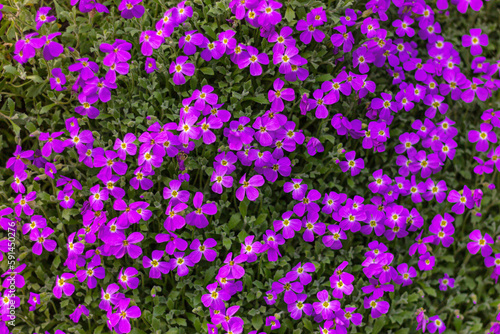 blue purple aubrieta flowers, nature background