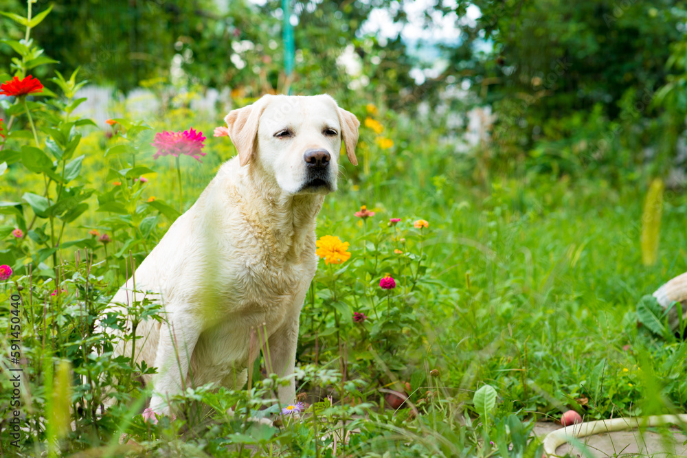 Labrador retriever dog lying under a tree in the rain