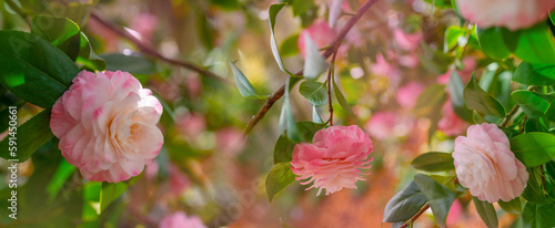 Japanese Camellia flowers  Camelia Japonica in the springtime garden with nice bokeh background