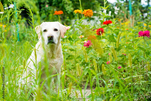 Labrador retriever dog lying under a tree in the rain © Маргарита Медведева