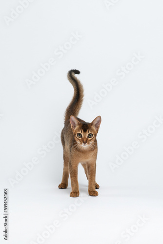 Fototapeta Naklejka Na Ścianę i Meble -  Kitten stands with its tail up and looks at the camera. Abyssinian cat isolated on white. Portrait of a purebred cat
