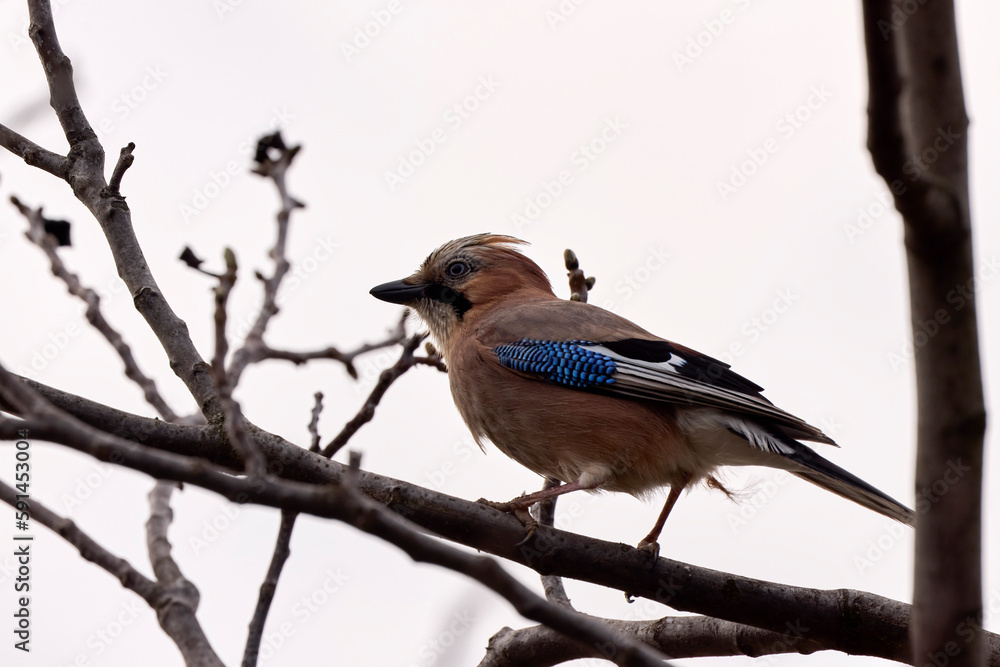 Eurasian Jay (Garrulus glandarius) sitting in a tree Eurasian Jay (Garrulus glandarius) sitting in a tree