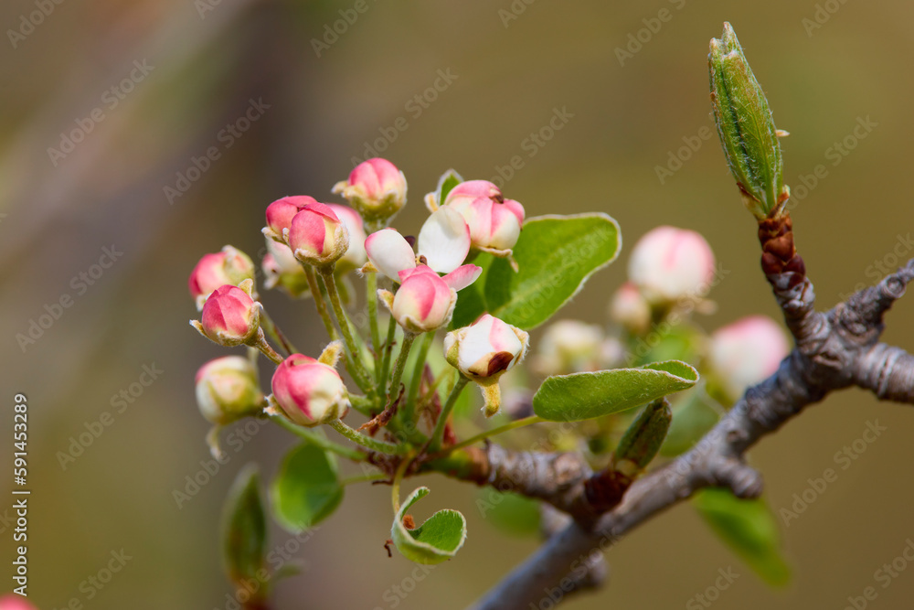 Fresh beautiful flowers of the apple tree blooming in the spring Fresh beautiful flowers of the apple tree blooming in the spring