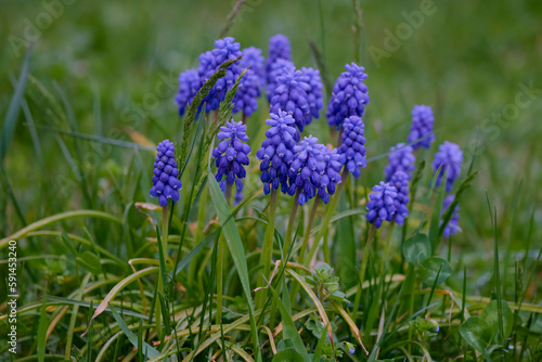 Muscari armeniacum close up  blue armenian grape hyacinths closeup  spring flowers