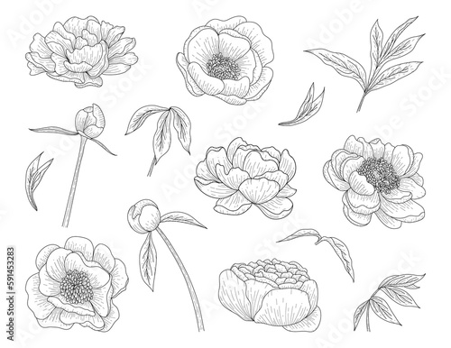 Luxury peonies. Trendy botanical elements. Hand drawn line leaves branches and blooming. Flower line art design for prints  wall arts  greeting card  invitation and wedding cards.