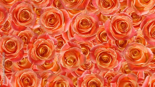  floral background consisting of many flowers of red beautiful roses