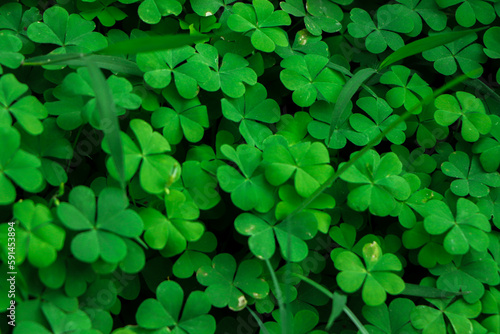 Close-up of Four-leaf Water Clover or Clover Fern, Selective Focus and Blurred Background