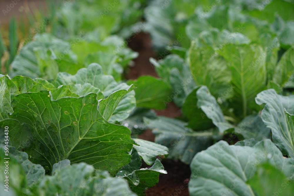 Cabbage that thrives in the highlands of Indonesia Cabbage that thrives in the highlands of Indonesia