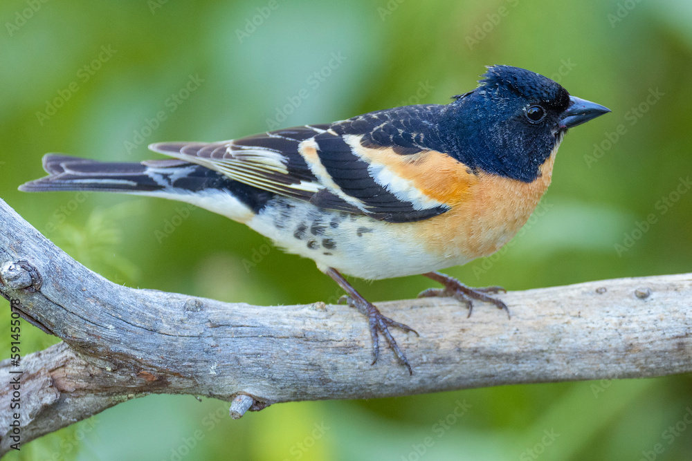 Fototapeta premium Brambling, Fringilla montifringilla, Varanger Peninsula, Finnmark, Norway