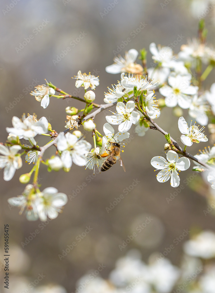 Bee on a flower of the white cherry blossoms. White flowers bloom in the trees. Spring landscape with blooming sakura tree. Beautiful blooming garden on a sunny day. Copy space for text.