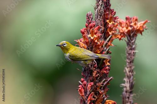 Indian white-eye or Zosterops palpebrosus observed in Latpanchar in West Bengal photo