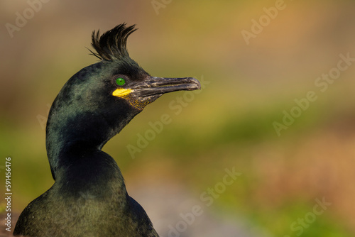 Varanger birdlife
