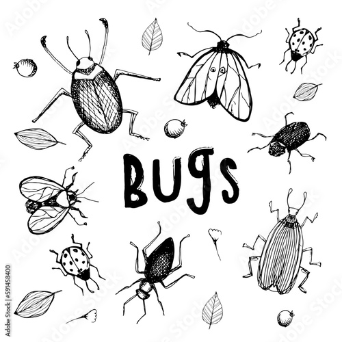 Insect illustration, drawing, engraving, ink, line art, vector