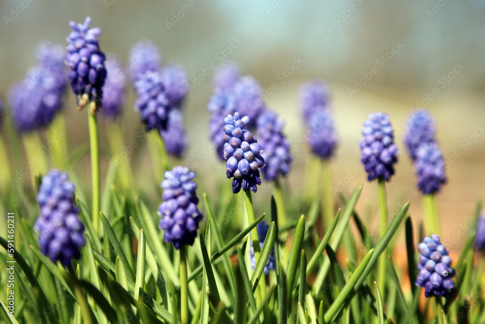 Closeup of a pot of Grape Hyacinth blooms, Derbyshire England
Closeup of a pot of Grape Hyacinth blooms, Derbyshire England