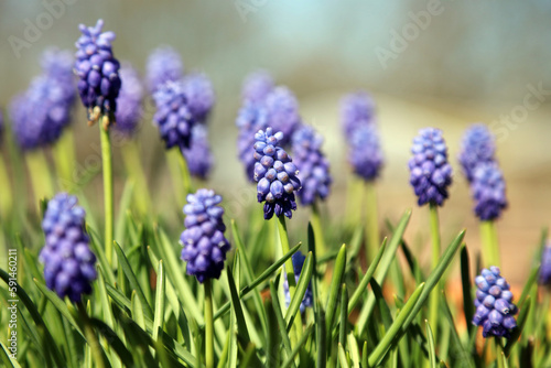 Closeup of a pot of Grape Hyacinth blooms  Derbyshire England 