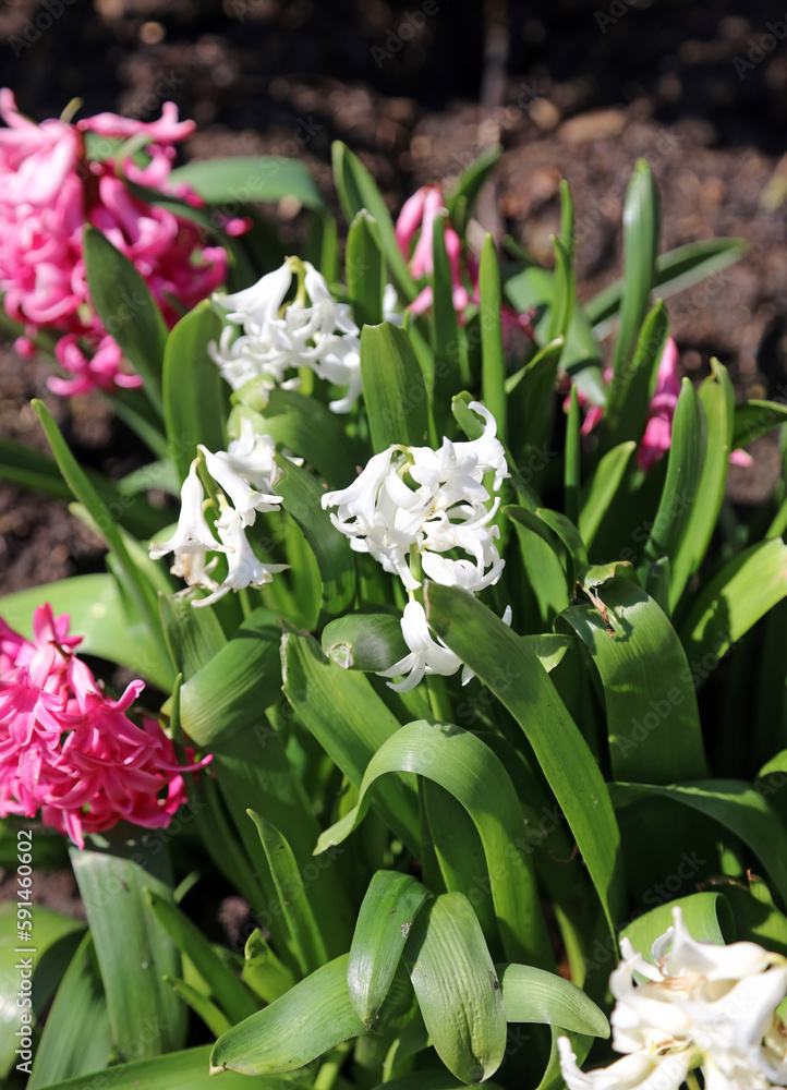 Pink and white Hyacinth flowers, Derbyshire England
Pink and white Hyacinth flowers, Derbyshire England