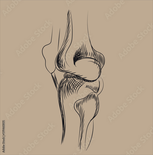 Drawing of human knee anatomy muscles vector illustration 