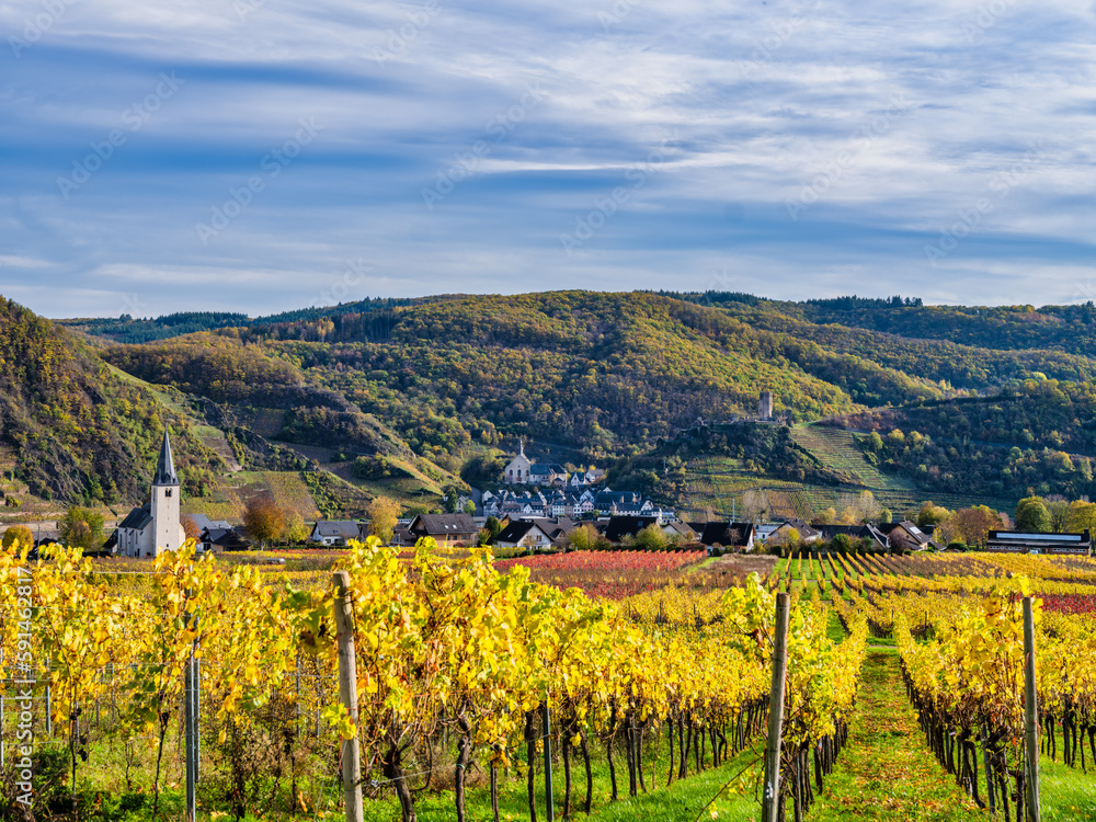 Colorfull rows of vine in Ellenz-Poltersdorf village, Beilstein village in the background and the church in Cochem-Zell district, Germany
