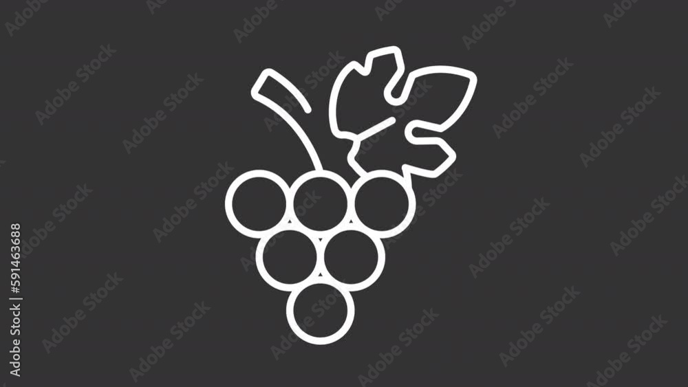 Bunch of grapes white line animation. Fresh fruit rich of vitamins. Raw material for wine. Loop HD video with chroma key, alpha channel on transparent background, black solid background Bunch of grapes white line animation. Fresh fruit rich of vitamins. Raw material for wine. Loop HD video with chroma key, alpha channel on transparent background, black solid background