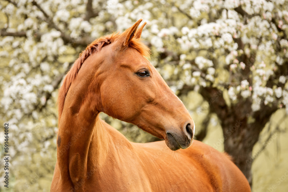 Obraz premium portrait of a brown horse white in spring