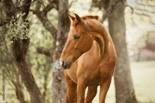 portrait of a brown horse white in spring