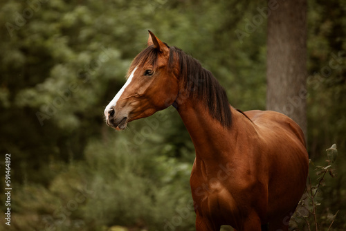 portrait of a brown horse in nature