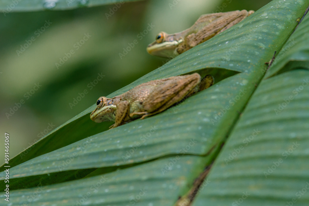 Two brown Stream Frog (Hylarana Chalconota) on banana leaves, frogs on leaves, animal closeup 