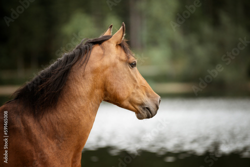 portrait of a brown horse in nature