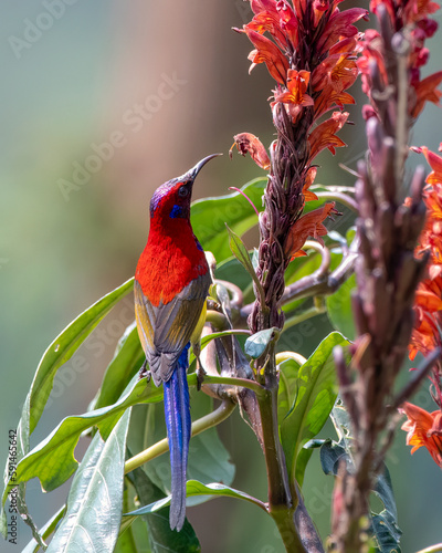 Mrs. Gould's sunbird or Aethopyga gouldiae observed in Latpanchar in West Bengal photo