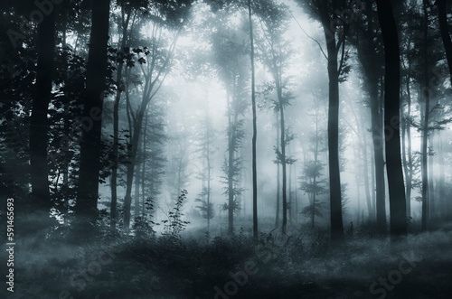 scary dark woods background, foggy night landscape