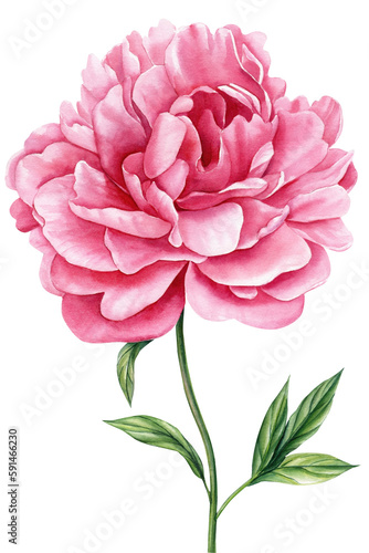 Watercolor flora. Peony flower, pink flower and green leaves isolated background.