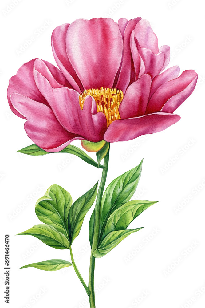 Watercolor flora. Peony flower, pink flower and green leaves  isolated background.
