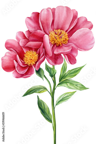 Watercolor flora. Peony flower, pink flower and green leaves  isolated background. © Hanna