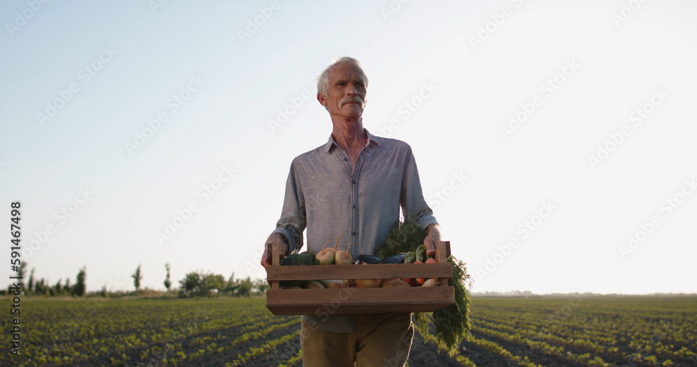 Old farmer standing in green spring field and showing a box of organic vegetables. Senior agronomist smiling at camera 