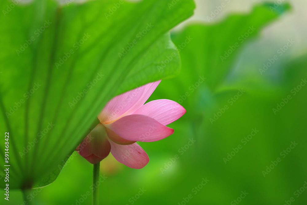 Fototapeta premium Blooming lotus in the pond