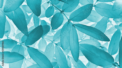 Light vegetable background from honeysuckle leaves. Turquoise tinted nature wallpaper from the foliage of a fruit bush. Abstract plant backdrop. Beautiful plants pattern. Leaf texture