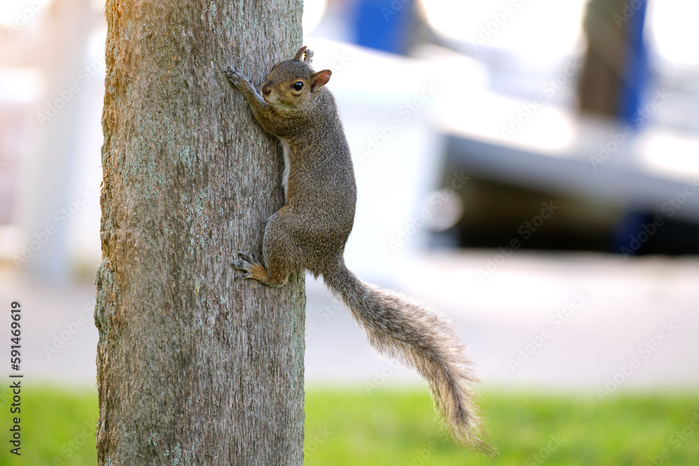 Beautiful wild gray squirrel climbing tree trunk in summer town park