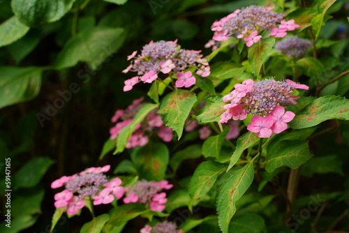 紫陽花、あじさい、アジサイ、花、紫の花、大きい花、6月、梅雨、雨、日本、ピンク、額紫陽花、額アジサイ、ブルー、白、緑、自然、としまえん、2019、東京、練馬、植物、綺麗、カラフル、クローズアップ、