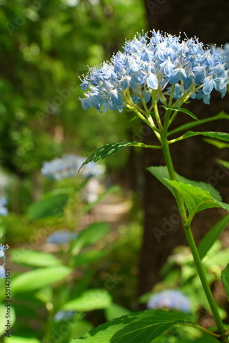 紫陽花、あじさい、アジサイ、花、紫の花、大きい花、6月、梅雨、雨、日本、ピンク、額紫陽花、額アジサイ、ブルー、白、緑、自然、としまえん、2019、東京、練馬、植物、綺麗、カラフル、クローズアップ、