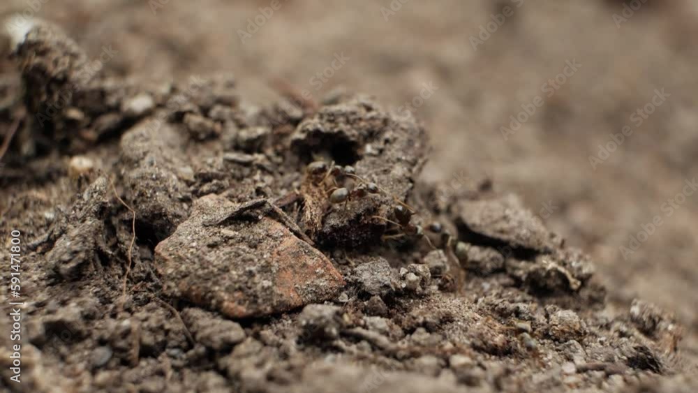 Black ants crawl on clods of dry, dark earth. Close up, shallow depth of field. Black ants crawl on clods of dry, dark earth. Close up, shallow depth of field.