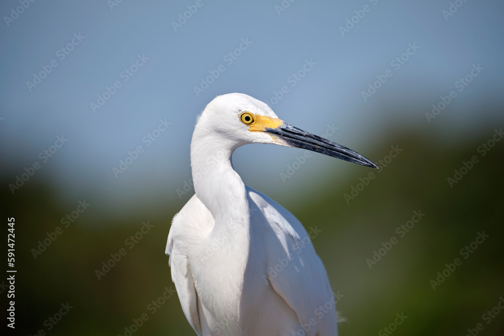 White heron wild sea bird, also known as great egret on seaside in summer White heron wild sea bird, also known as great egret on seaside in summer