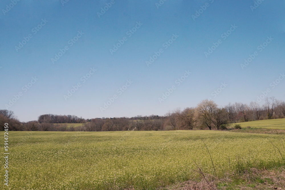 Tree lined Fields of New Spring Growth and Blue Sky in Spring