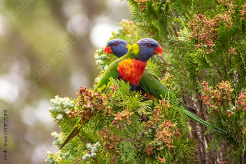Fotografi rainbow lorikeet parrot