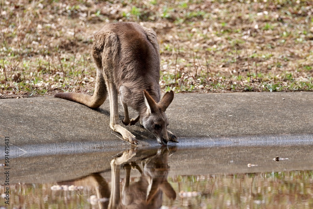Fototapeta premium 水を飲むオオカンガルー