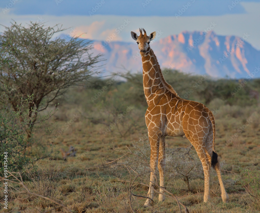 Obraz premium baby giraffe standing alert in the wild savannah of buffalo springs national reserve, kenya, with hllls and sky in background
