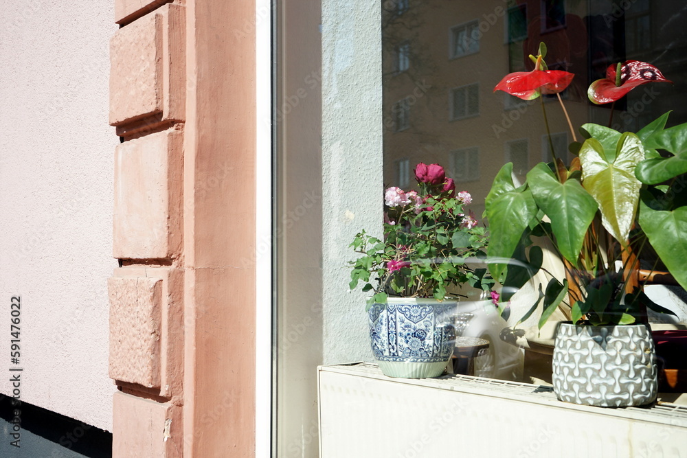 Zierpflanzen mit roten Blüten igemusterten Übertöpfen auf der